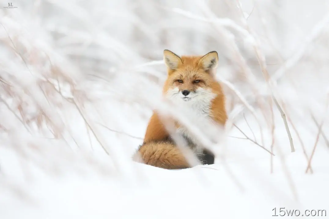 狐狸、雪、野生动物、雄伟、摄影