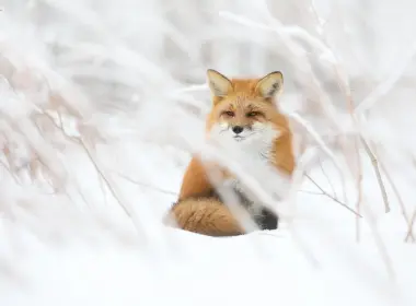 狐狸、雪、野生动物、雄伟、摄影 3072x2048