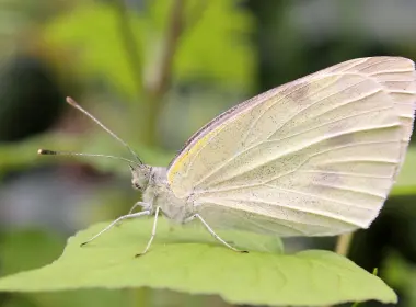 白蝴蝶、昆虫、叶子 3457x2305
