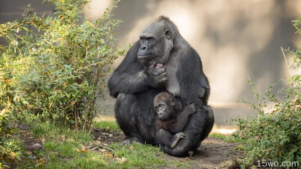 大猩猩，家庭，幼崽，博克