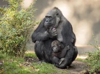 大猩猩，家庭，幼崽，博克 3840x2160