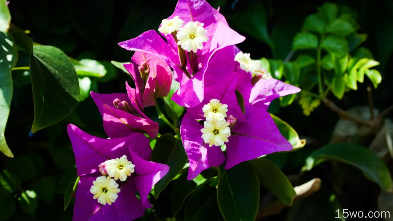 自然 Bougainvillea 花卉 地球 花 White Flower Purple Flower 高清壁纸