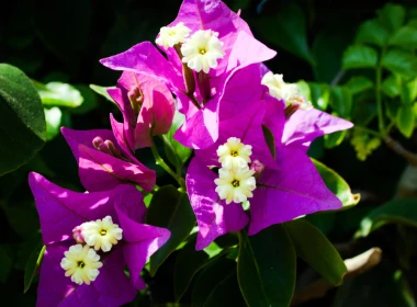 自然 Bougainvillea 花卉 地球 花 White Flower Purple Flower 高清壁纸 3840x2160