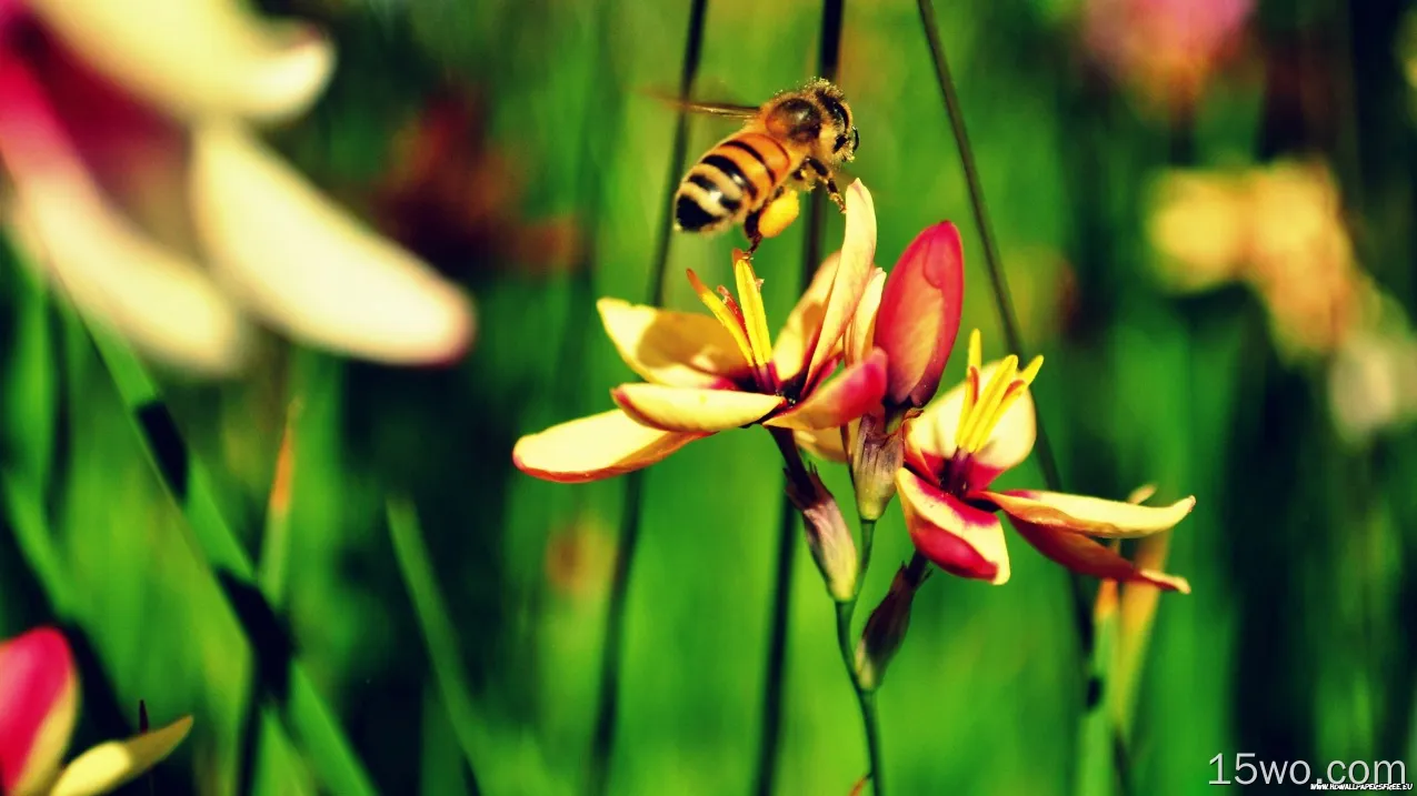 动物 蜜蜂 昆虫 高清壁纸