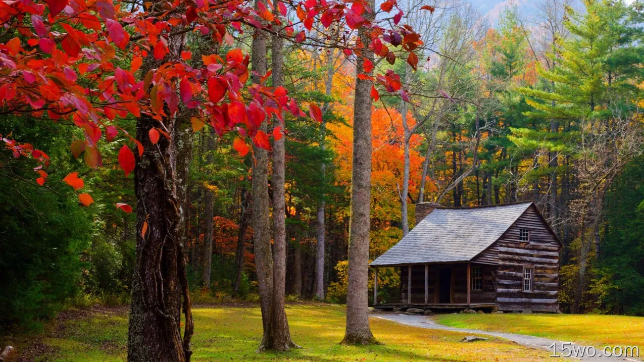 人造 木屋 森林 秋季 树 幽径 高清壁纸