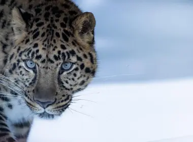 动物 豹 猫 Amur Leopard Big Cat Wildlife predator 高清壁纸 2980x1617