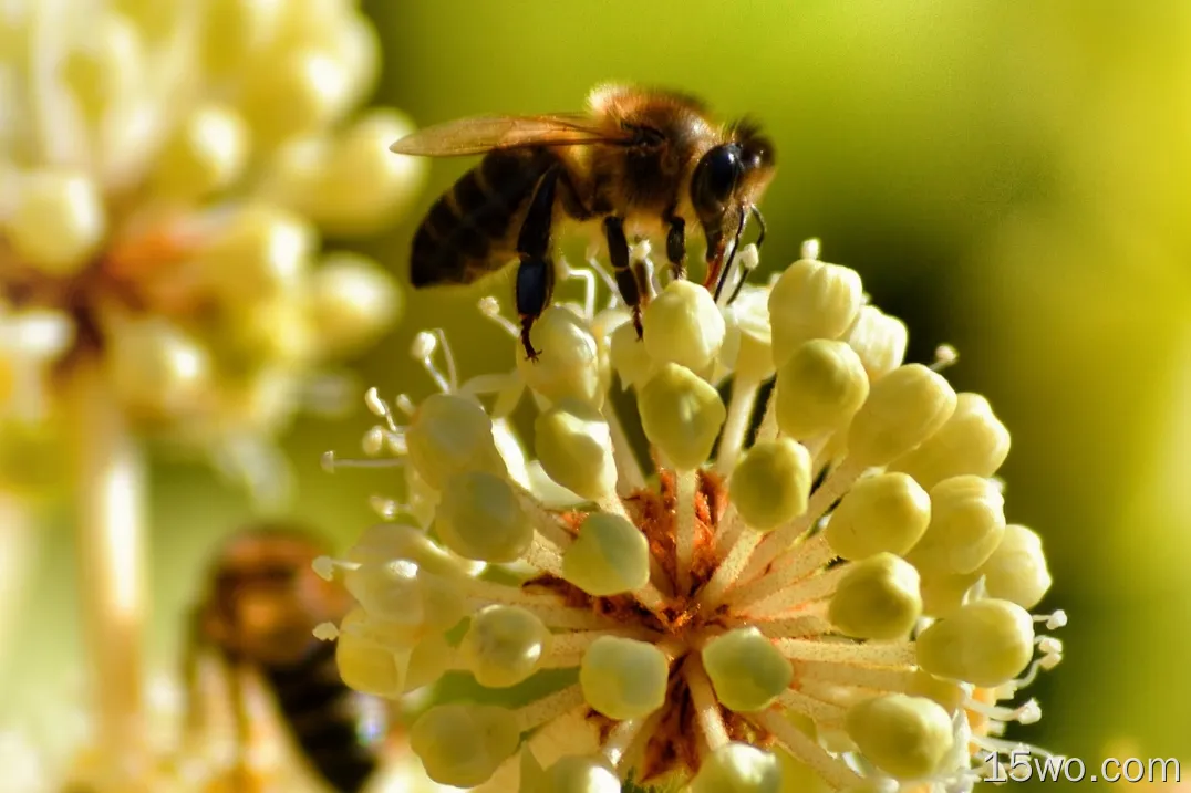 蜜蜂、花朵、授粉