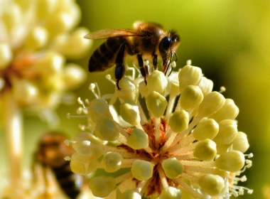 蜜蜂、花朵、授粉 3543x2362
