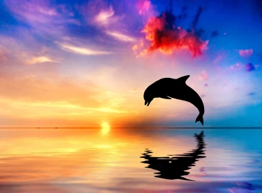 海豚跳出水面日落视图4k壁纸 6000x4000