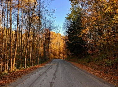 秋天，道路，树木，秋天，阳光，天空，黄叶 2560x1440