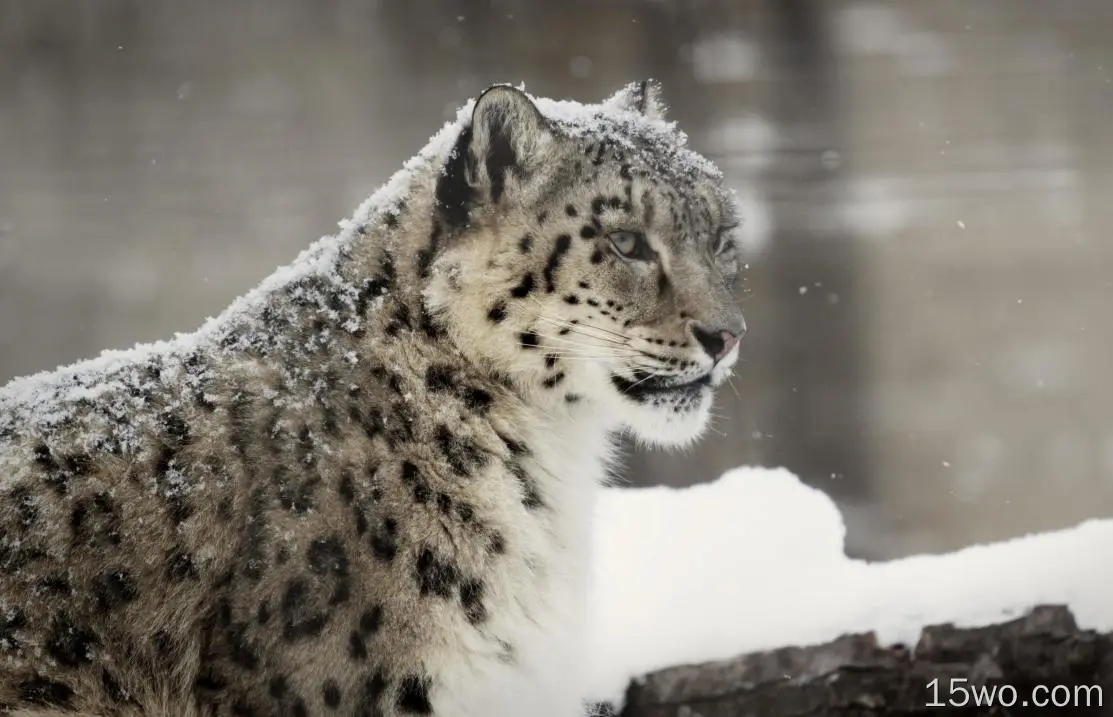 动物 雪豹 猫 高清壁纸