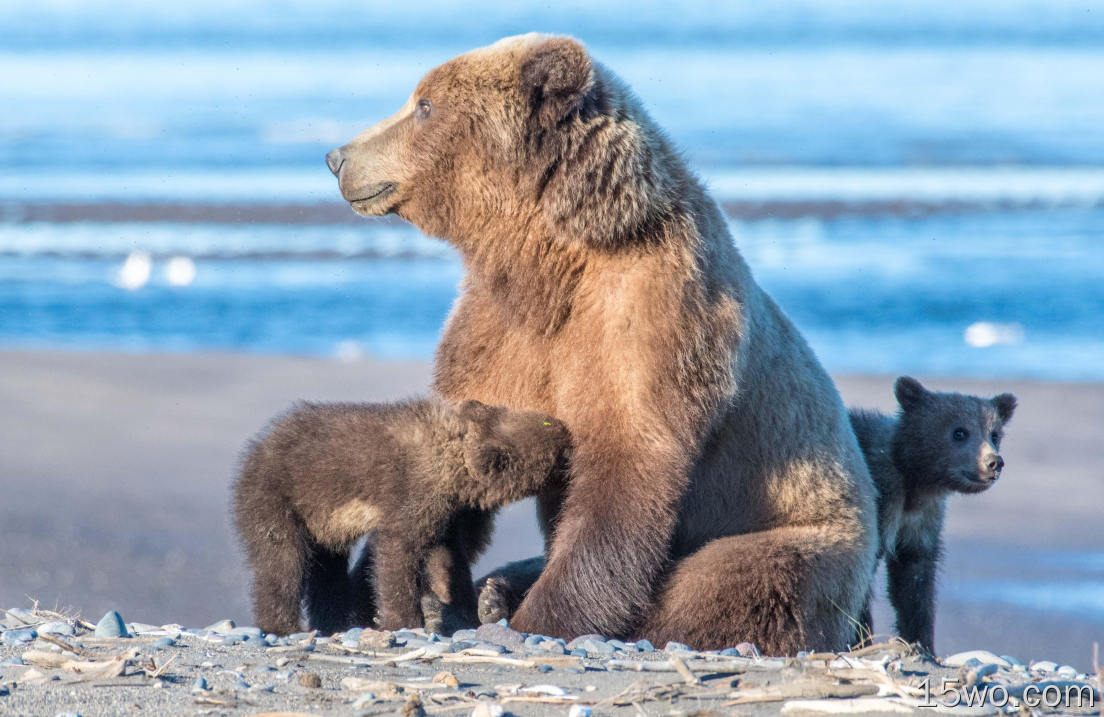 动物 熊 Wildlife predator Baby Animal Cub 高清壁纸