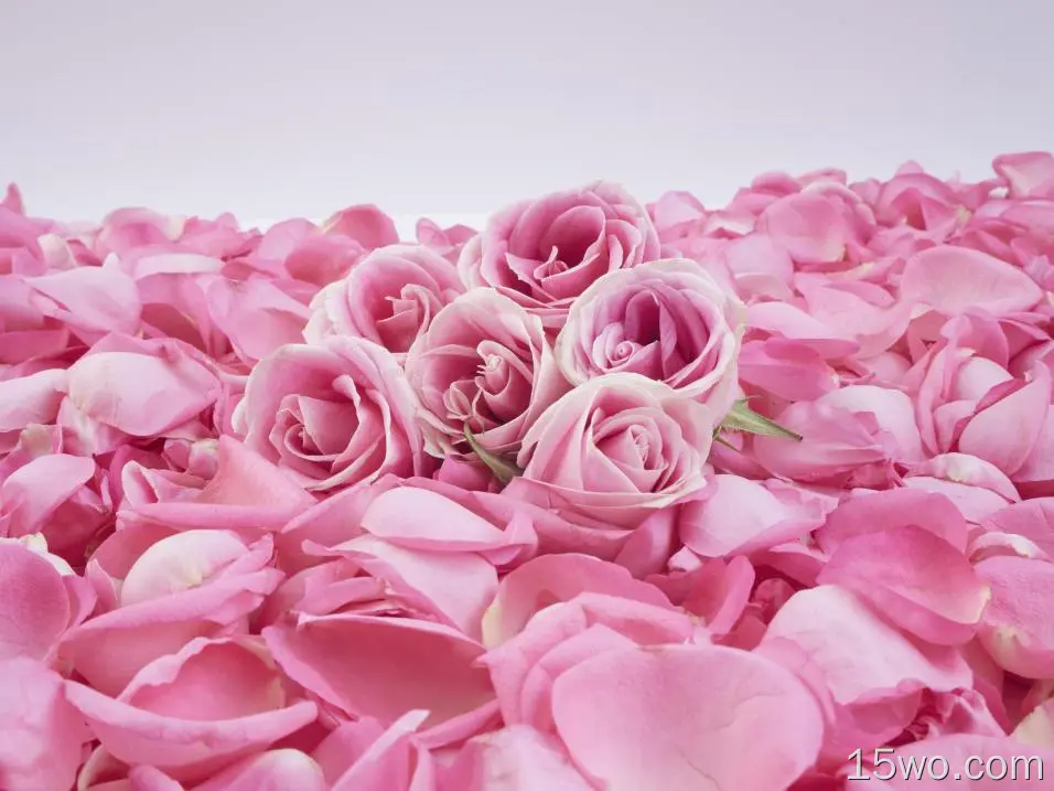 自然 玫瑰 花卉 Petal Pink Flower 花 高清壁纸