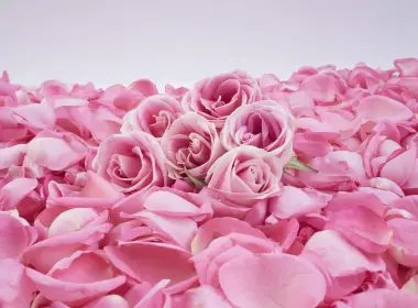 自然 玫瑰 花卉 Petal Pink Flower 花 高清壁纸 4608x3456