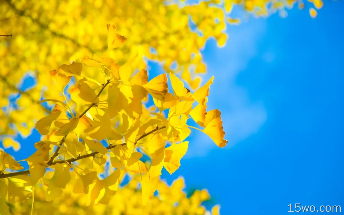 蓝天下的浪漫黄色枫叶高清壁纸