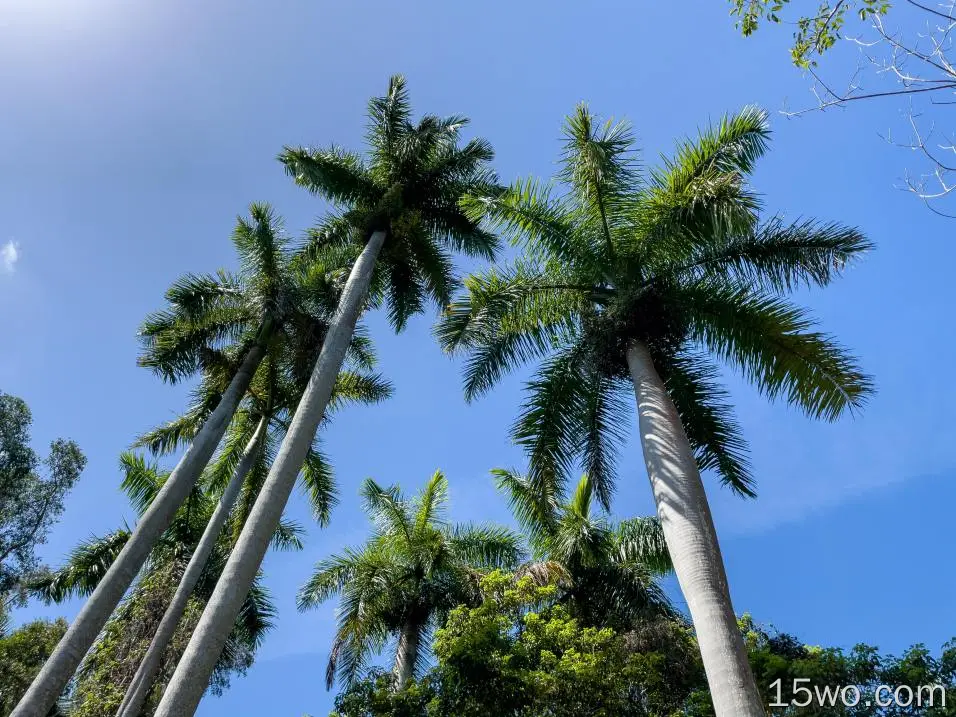 热带岛屿、棕榈树、天空、阳光、树叶