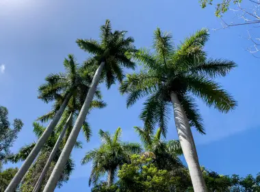 热带岛屿、棕榈树、天空、阳光、树叶 4032x3024