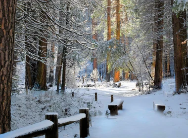 自然 冬季 地球 Snow 树 长椅 森林 高清壁纸 7680x4320