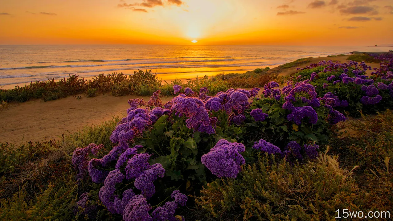 自然 花 花卉 地球 海滩 Purple Flower Coast Horizon 海洋 Sea 日落 高清壁纸