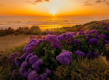 自然 花 花卉 地球 海滩 Purple Flower Coast Horizon 海洋 Sea 日落 高清壁纸 3840x2160