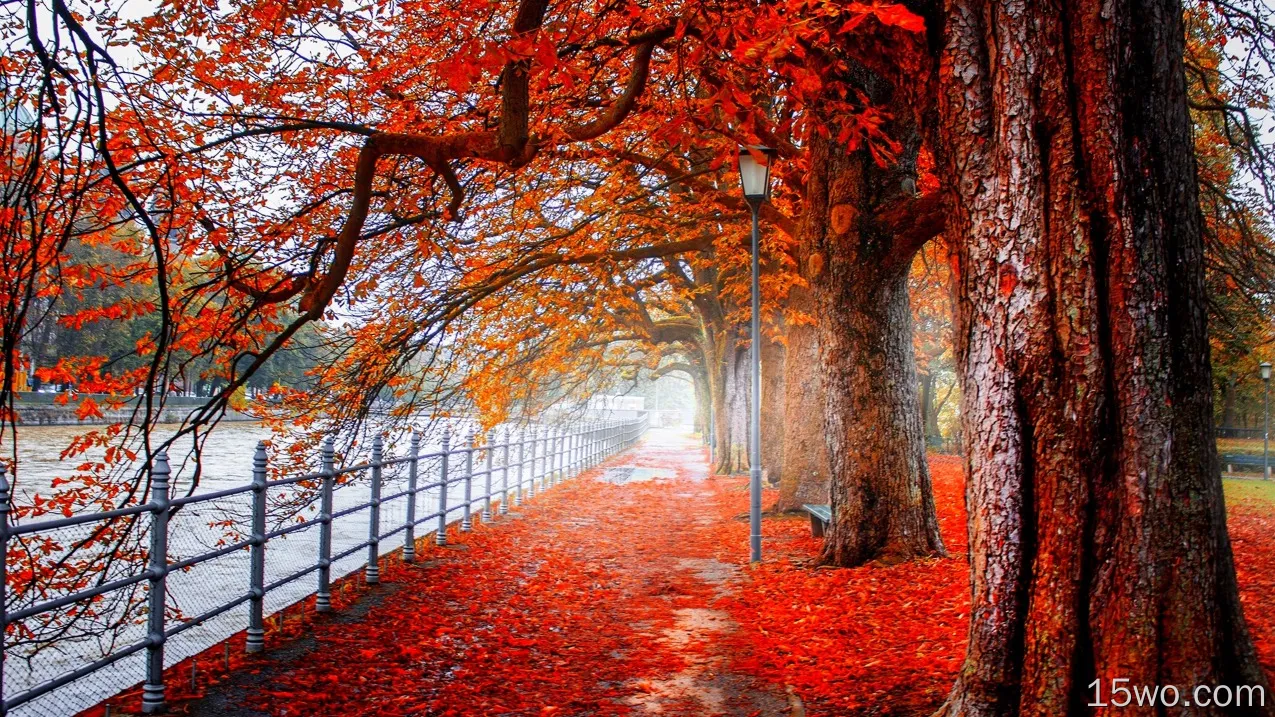 摄影 公园 叶子 秋季 树 orange 栅栏 高清壁纸