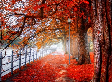 摄影 公园 叶子 秋季 树 orange 栅栏 高清壁纸 3840x2160