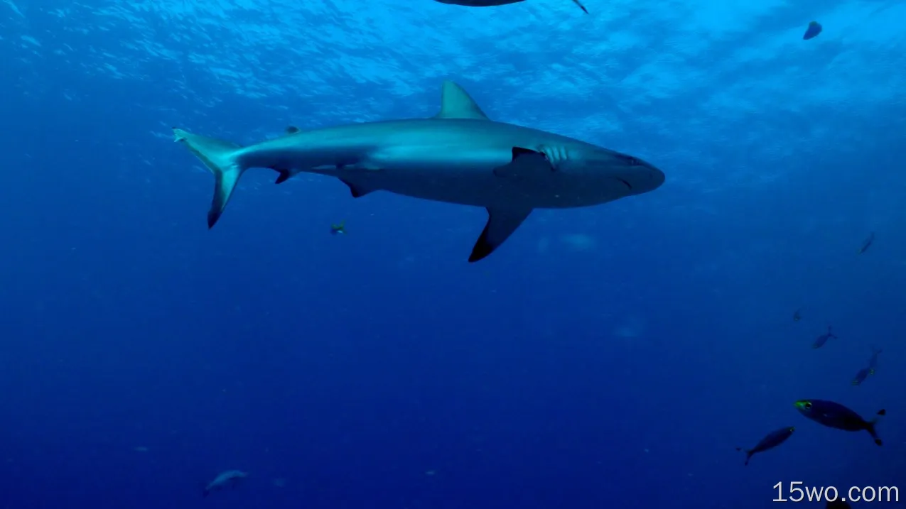 动物 鲨鱼 鲨 高清壁纸