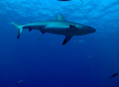 动物 鲨鱼 鲨 高清壁纸 3840x2160