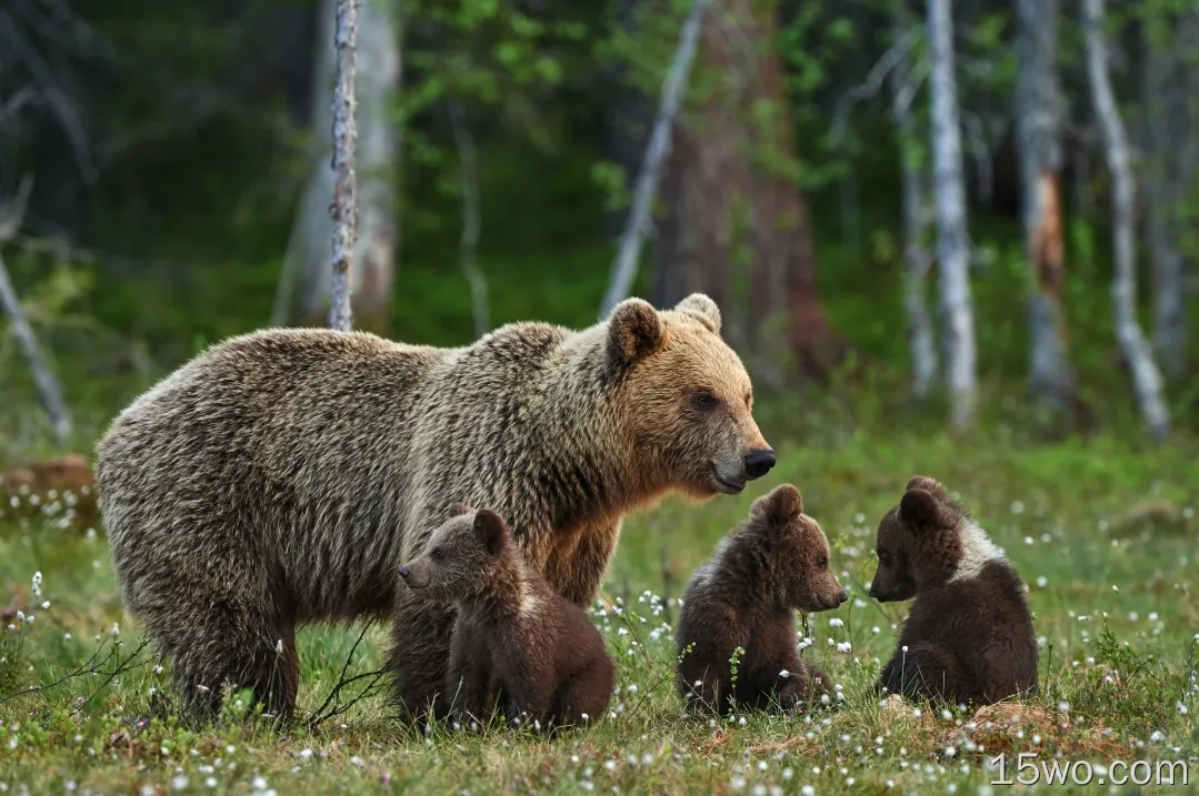 熊，婴儿，森林，可爱的，草