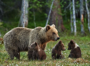 熊，婴儿，森林，可爱的，草 4140x2752