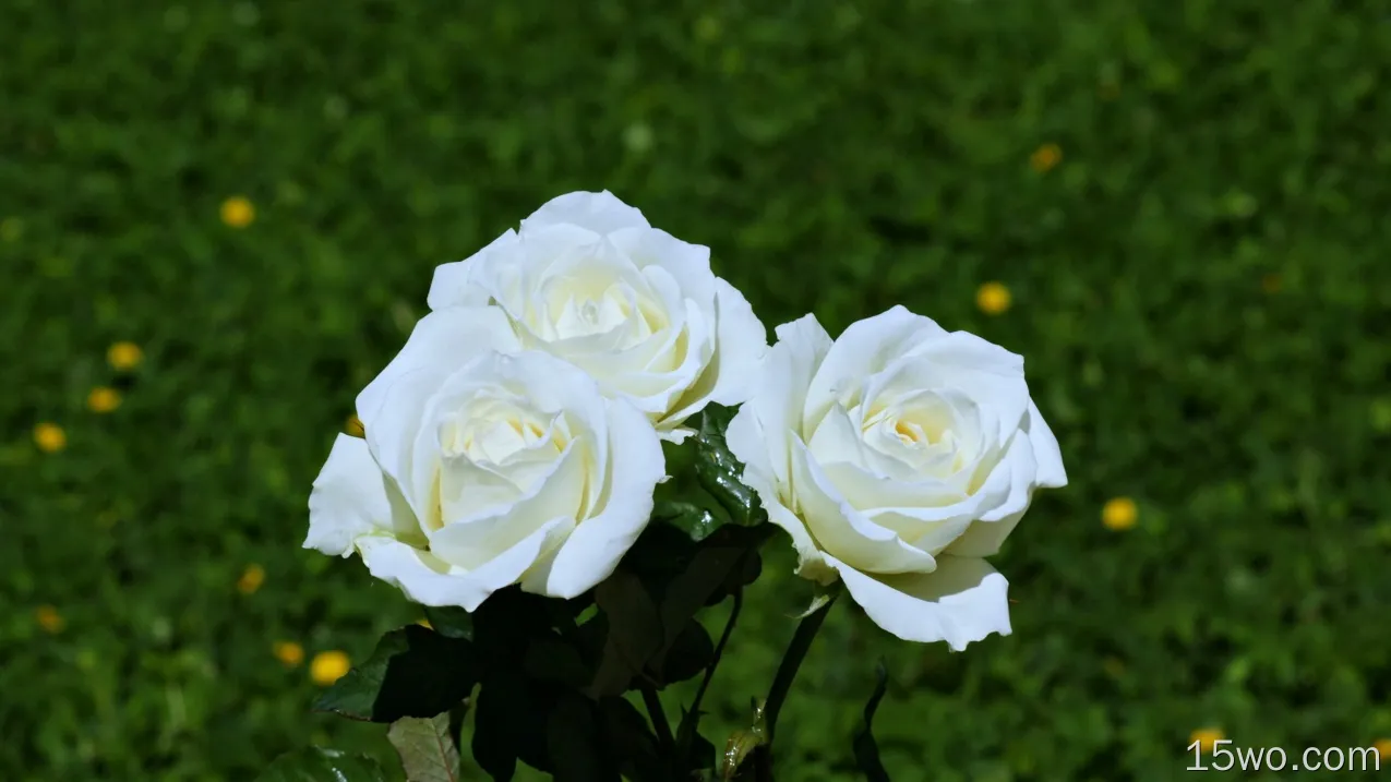 自然 玫瑰 花卉 花园 White Flower 春季 大自然 高清壁纸