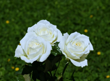 自然 玫瑰 花卉 花园 White Flower 春季 大自然 高清壁纸 3840x2160