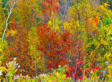 自然 秋季 艺术 树 Aspen 高清壁纸 3840x2160