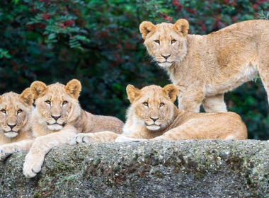 动物 狮子 猫 Cub 高清壁纸 3840x2160