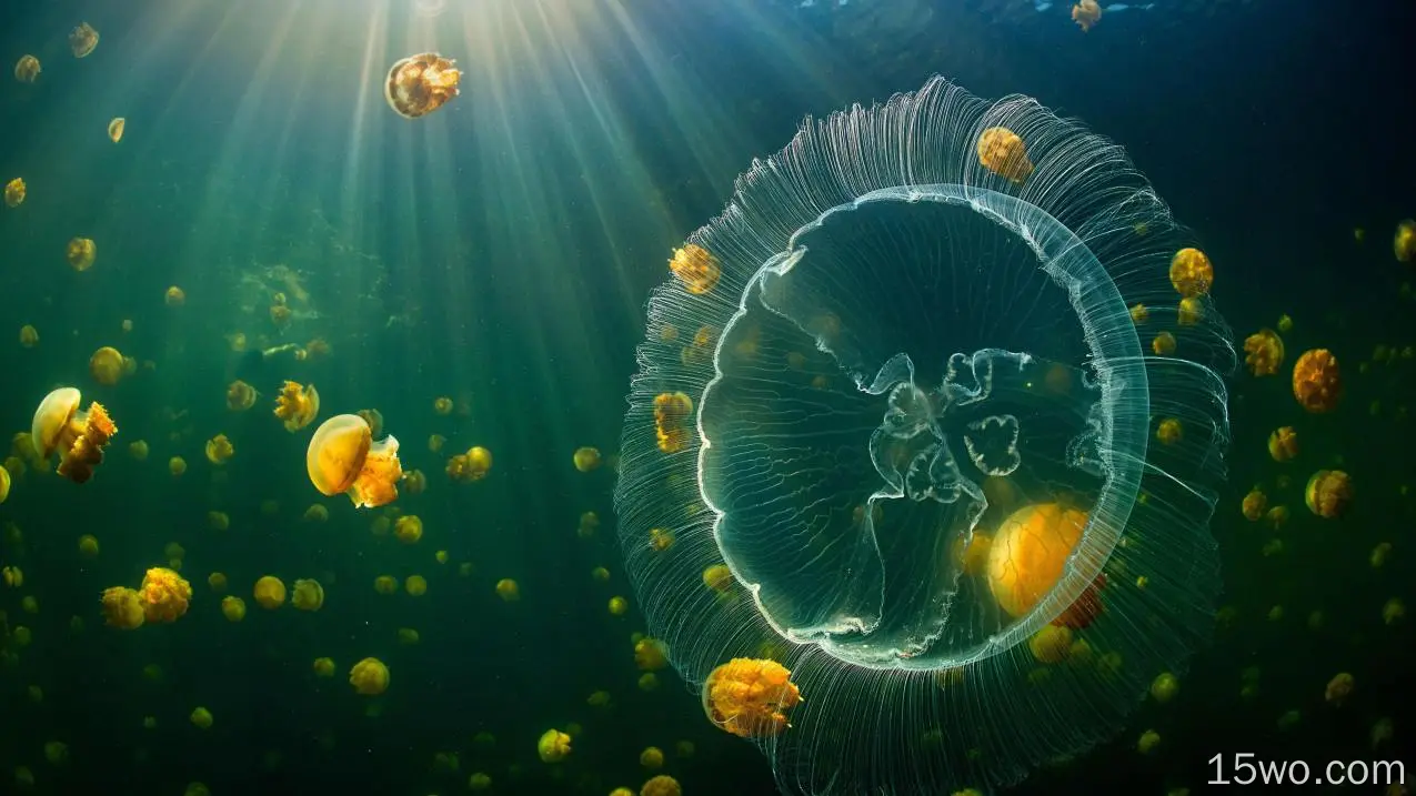 水母 深海 神秘 海底生物