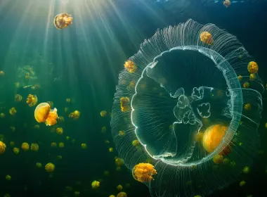 水母 深海 神秘 海底生物 3840x2160