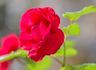 红玫瑰，特写，绿叶，花瓣 5120x2880