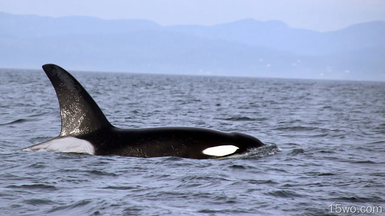 动物 Orca 鲸 高清壁纸