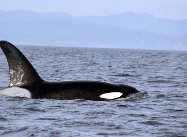动物 Orca 鲸 高清壁纸 3840x2160