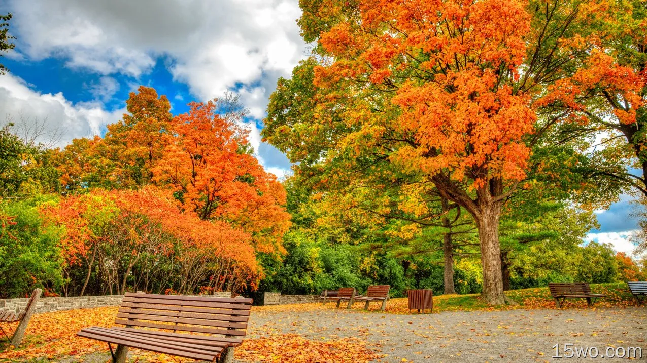 人造 长椅 公园 秋季 树 Foliage 高清壁纸