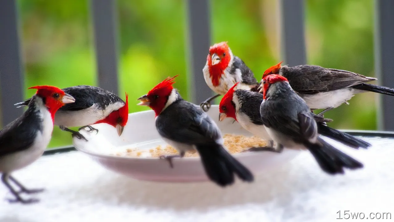 动物 北美红雀 鸟 雀 Red-Crested Cardinal 高清壁纸
