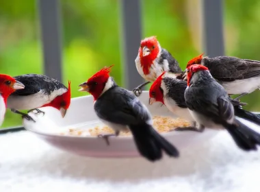 动物 北美红雀 鸟 雀 Red-Crested Cardinal 高清壁纸 3840x2160