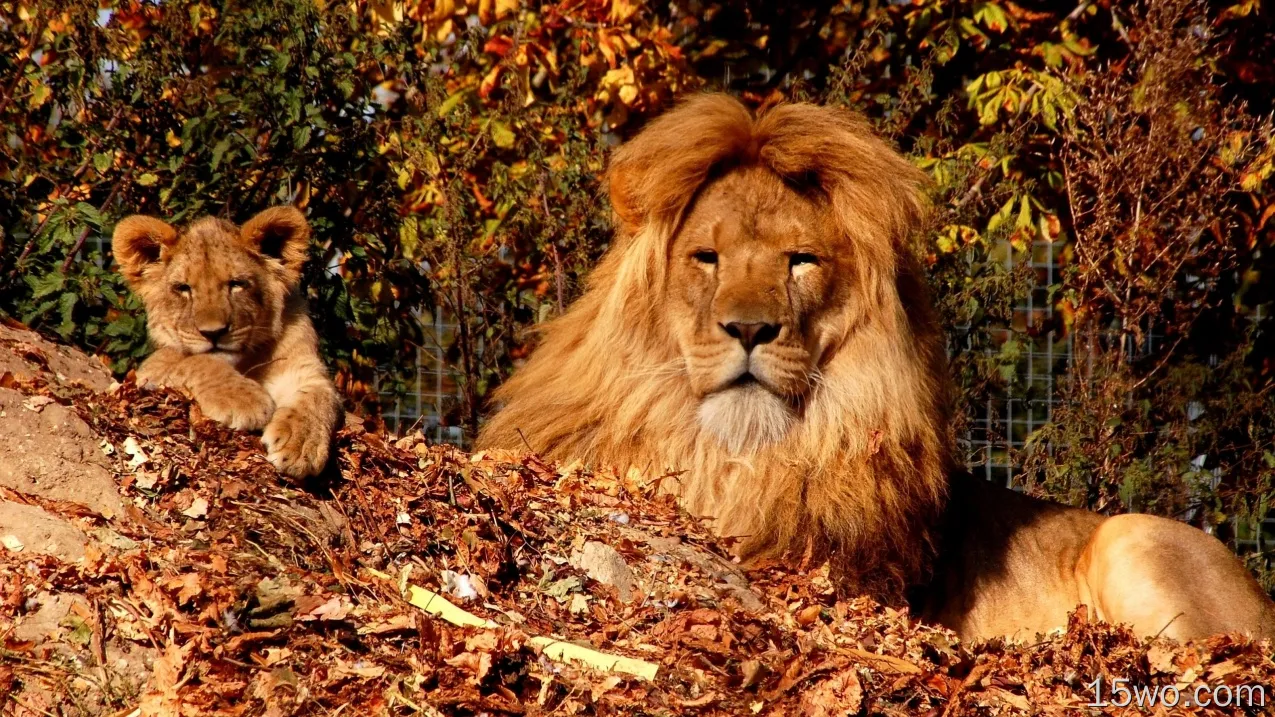 动物 狮子 猫 Big Cat Cub 高清壁纸