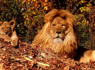 动物 狮子 猫 Big Cat Cub 高清壁纸 3840x2160