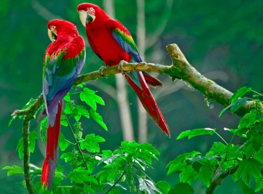 动物 红绿金刚鹦鹉 鸟 鹦鹉 高清壁纸 3840x2160