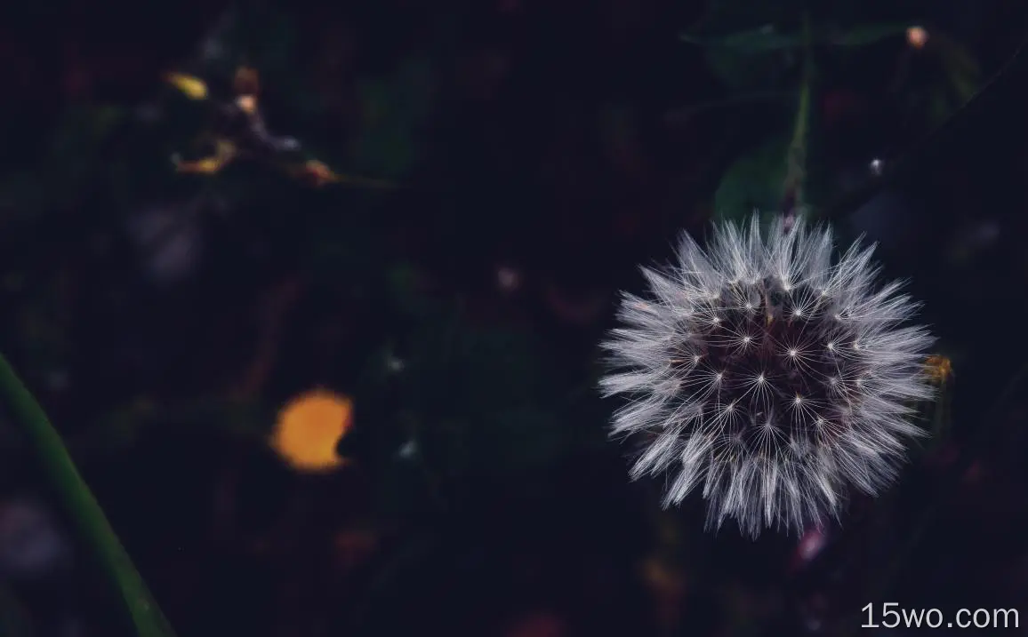 dandelion, fluffy, white, flower, macro