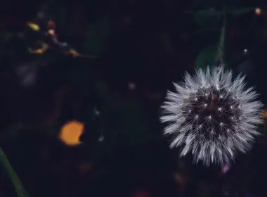 dandelion, fluffy, white, flower, macro 5808x3603