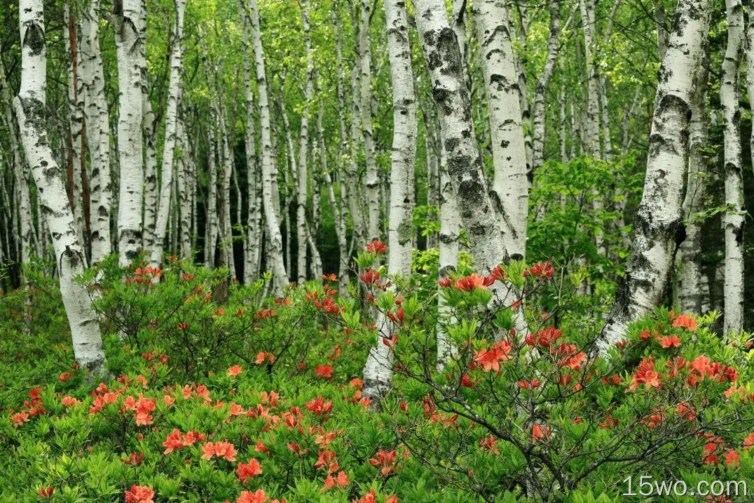 自然 桦树 森林 春季 Birch tree 花 高清壁纸