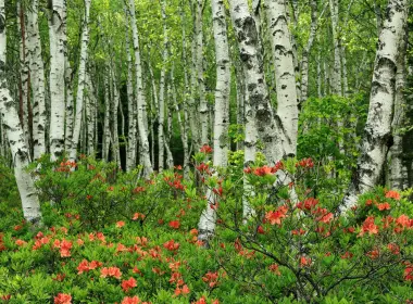 自然 桦树 森林 春季 Birch tree 花 高清壁纸 3072x2048