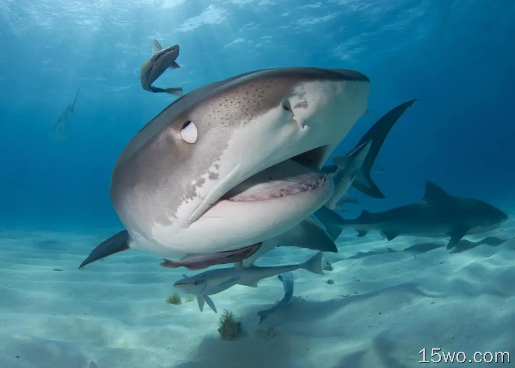 动物 鲨鱼 鲨 Underwater 鱼 predator 高清壁纸